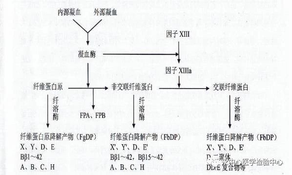 D-二聚体和FDP你重视了吗